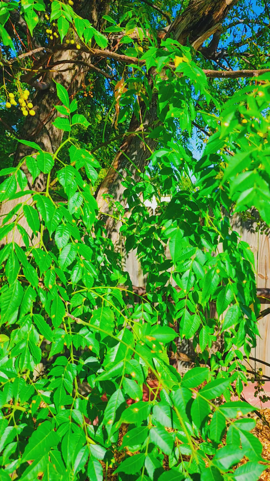 Schnauzer Autumn Snowglobe