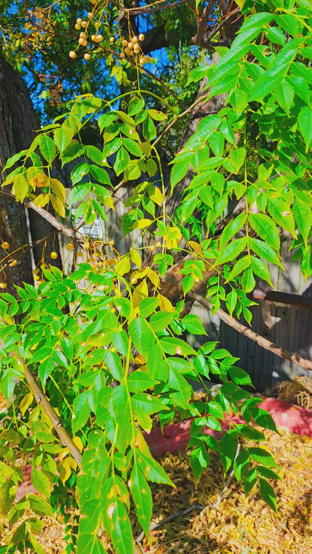 20oz Brew Babe Thermal Mug