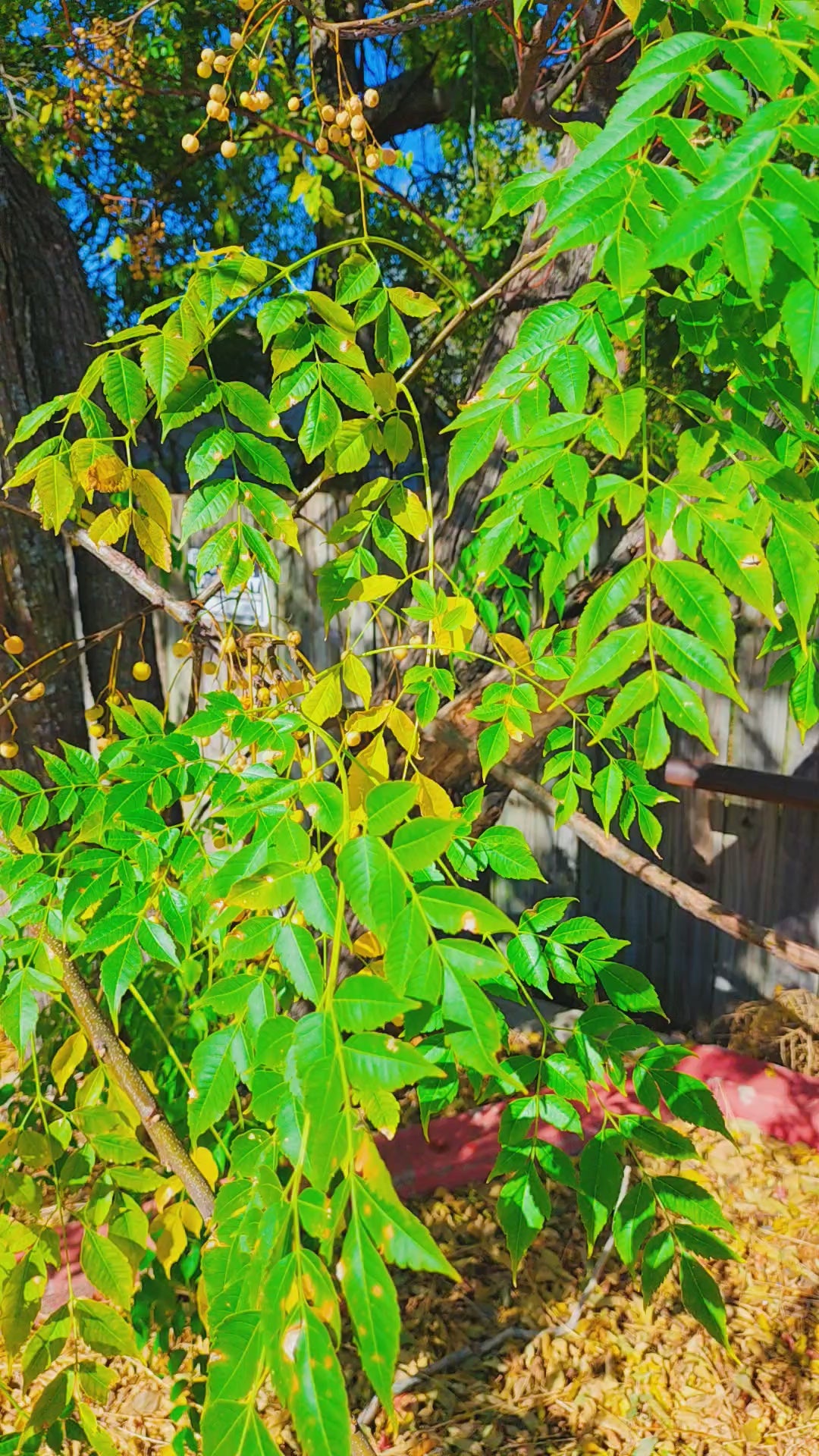 20oz Brew Babe Thermal Mug